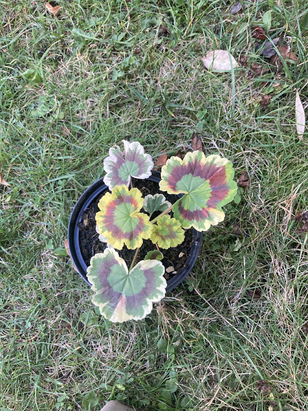 (Garten-)Geranie (Kultur Hybrid) (Pflanzenbörse HHU Herbst 2025)